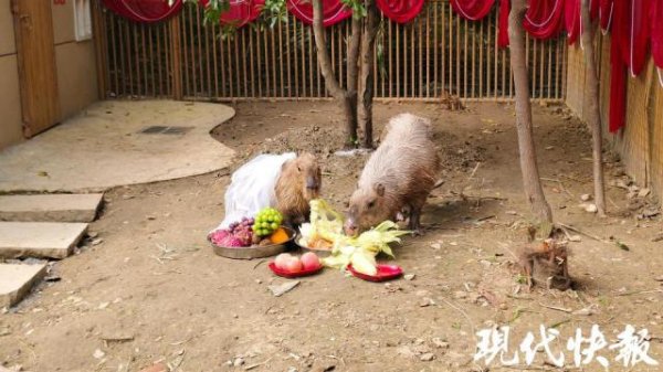 出彩速配 网红豚“豆包”结婚啦，游客送玉米西兰花“随份子”