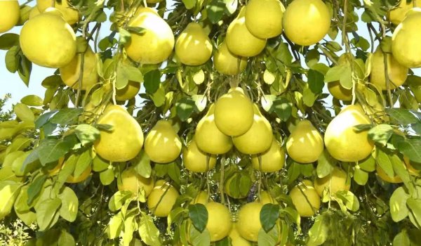 速盈所 梅州柚的文化印象