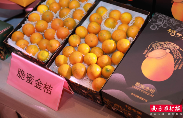 扬帆优配 抢“鲜”上市！融安金桔2025年营销季火热开启